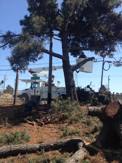 Description: Description: C:\Users\Noni\AppData\Local\Temp\Tree_Removal_Parchester_Park.jpg